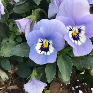 Meet your Posher, Leah